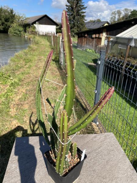 Heliocereus speciosus